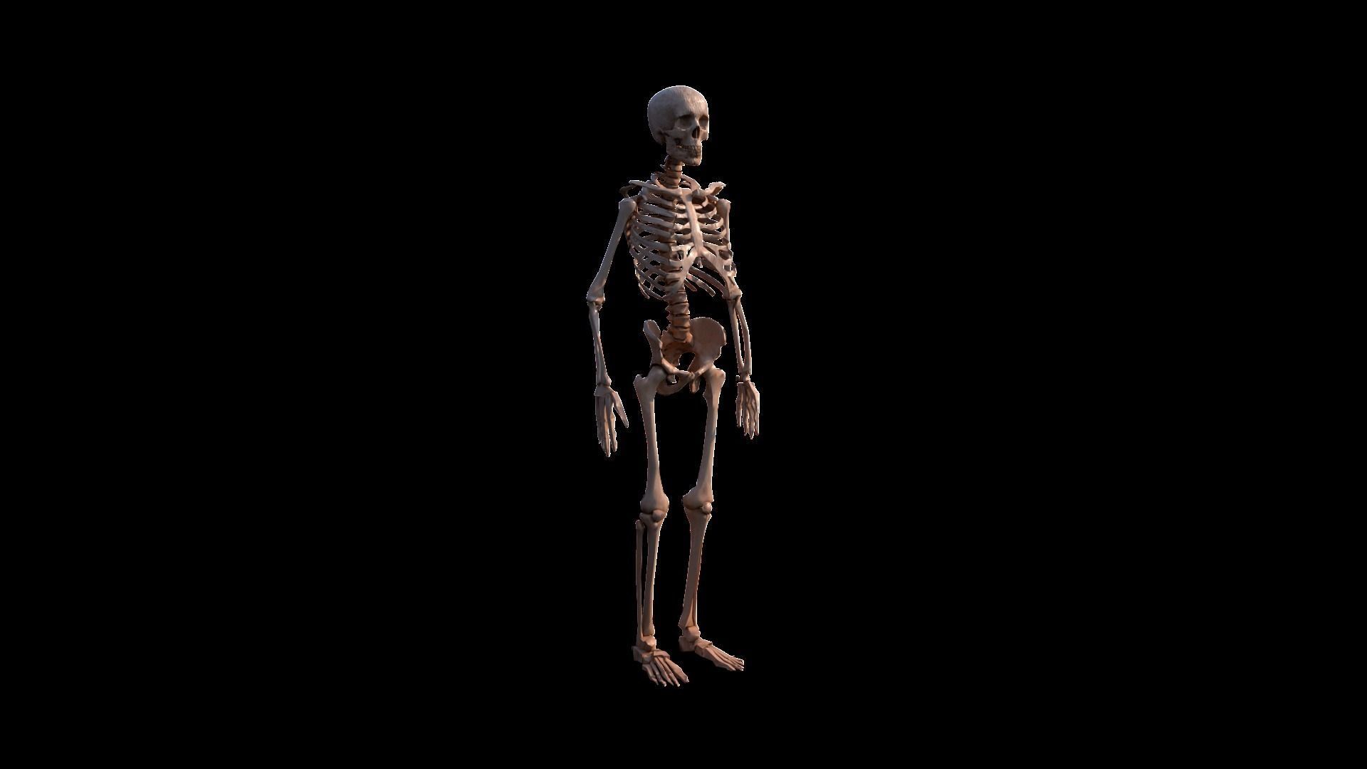 Skeleton human Low-poly 3D model_1