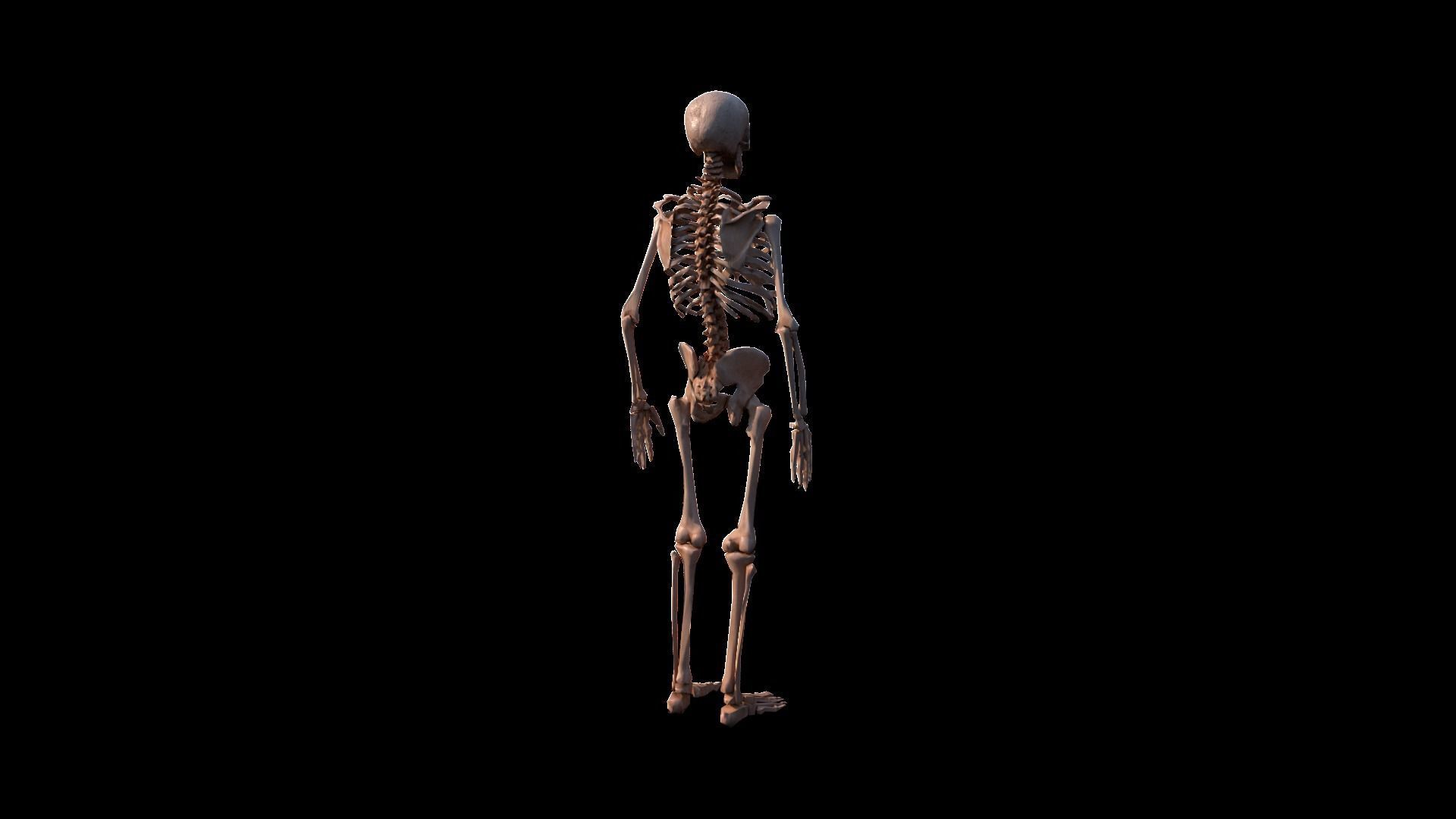 Skeleton human Low-poly 3D model_4
