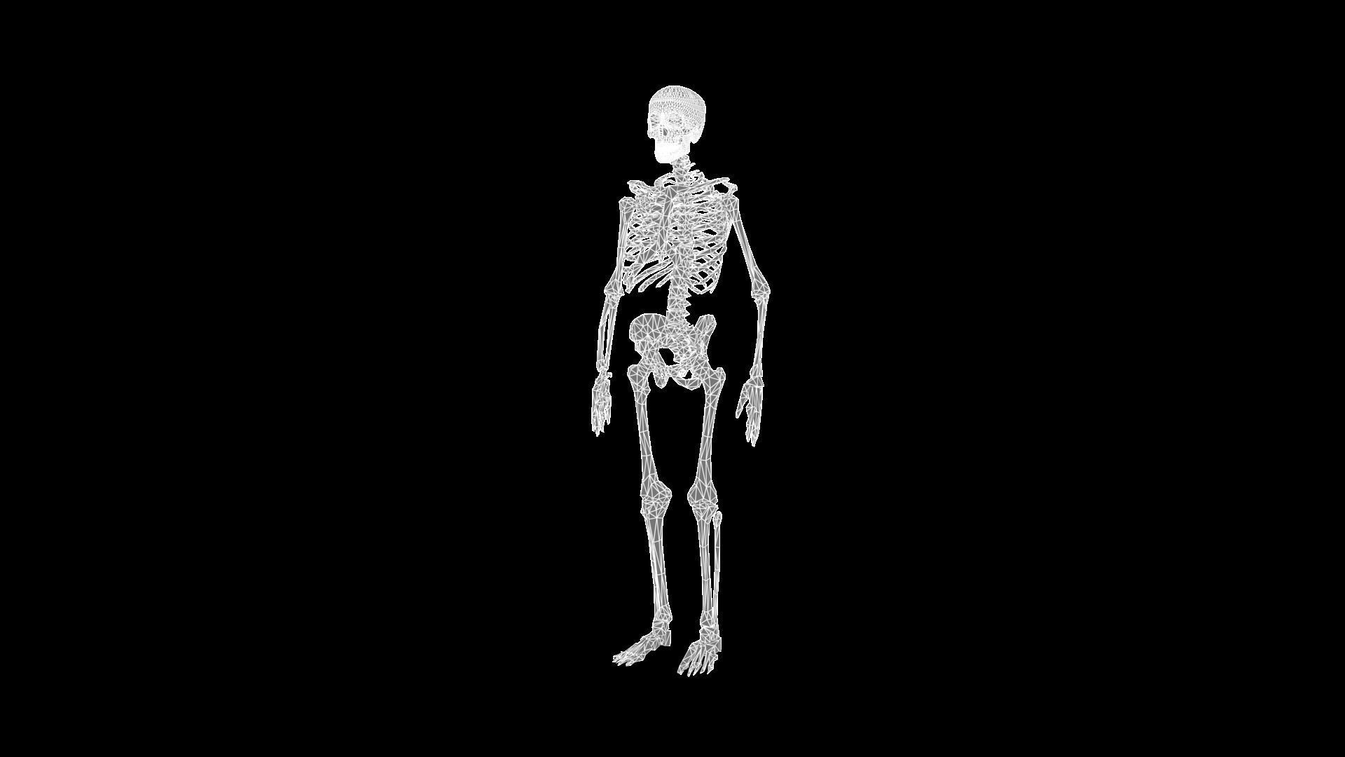 Skeleton human Low-poly 3D model_6