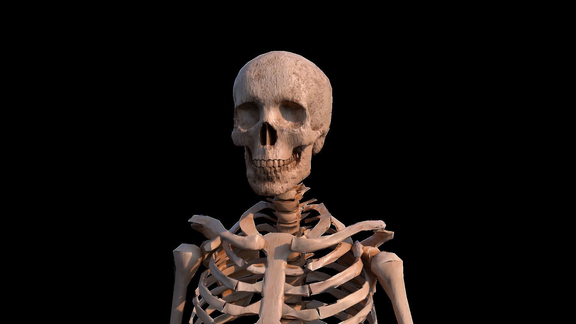 Skeleton human Low-poly 3D model_2