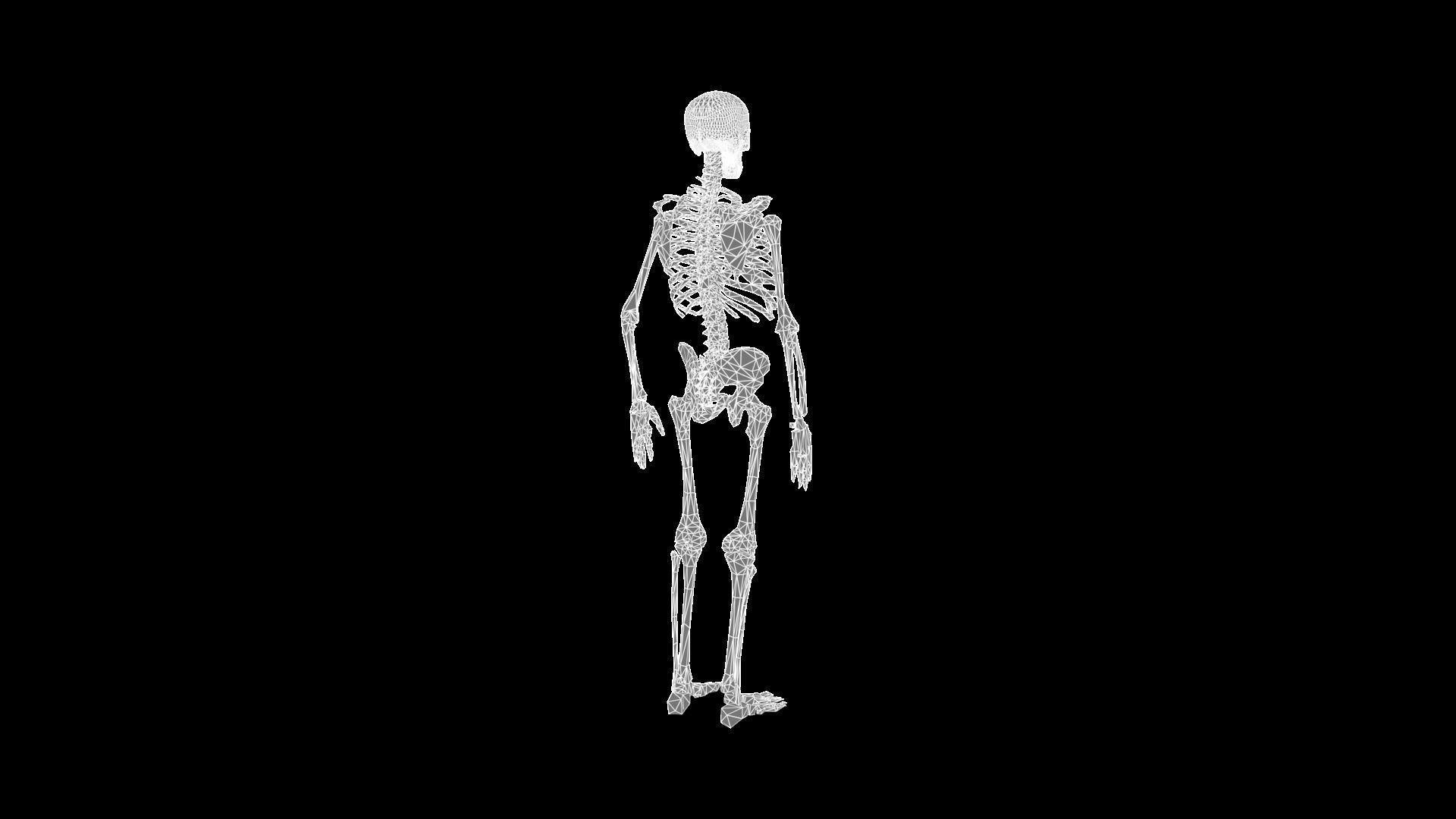 Skeleton human Low-poly 3D model_7