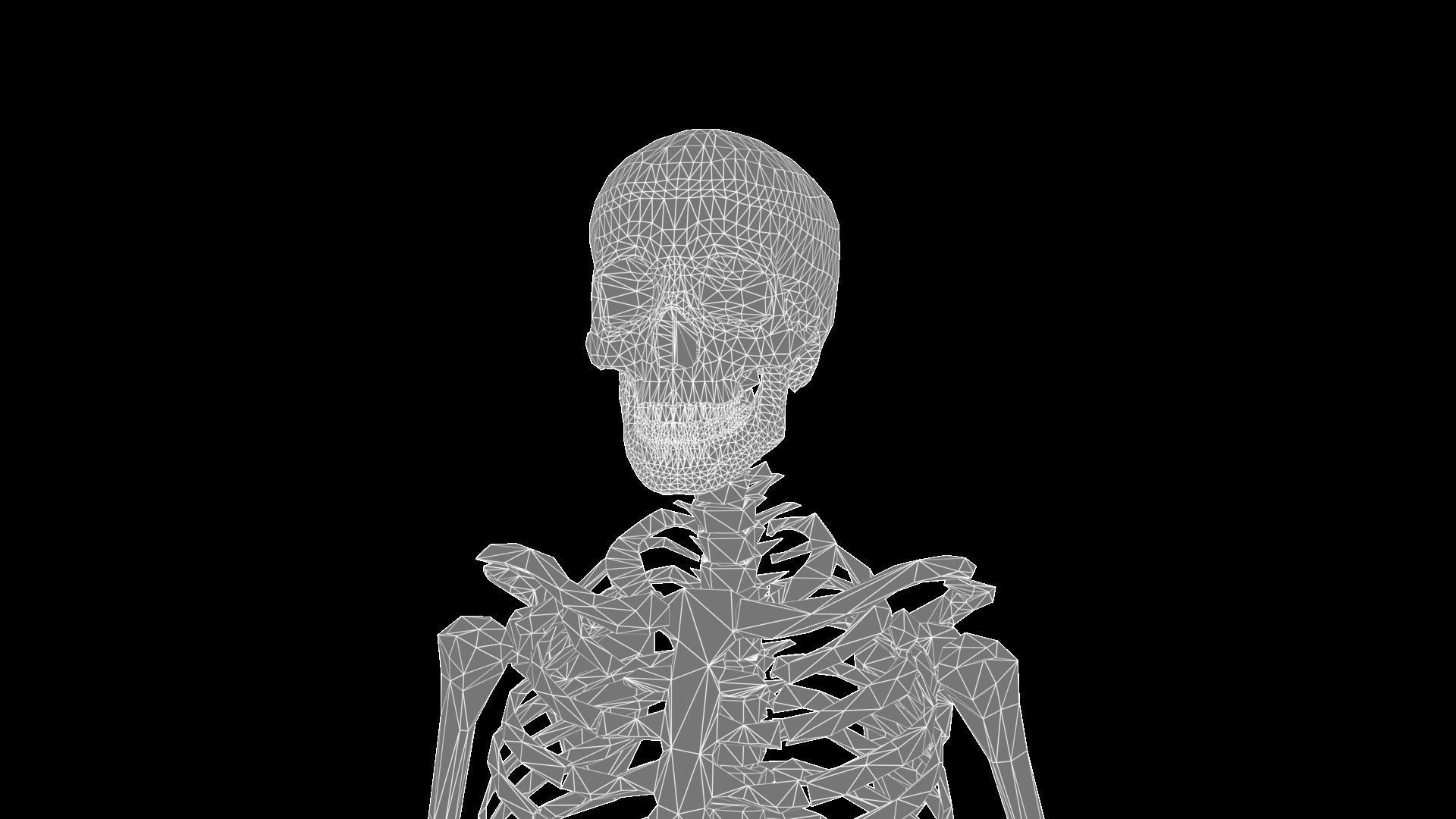 Skeleton human Low-poly 3D model_5