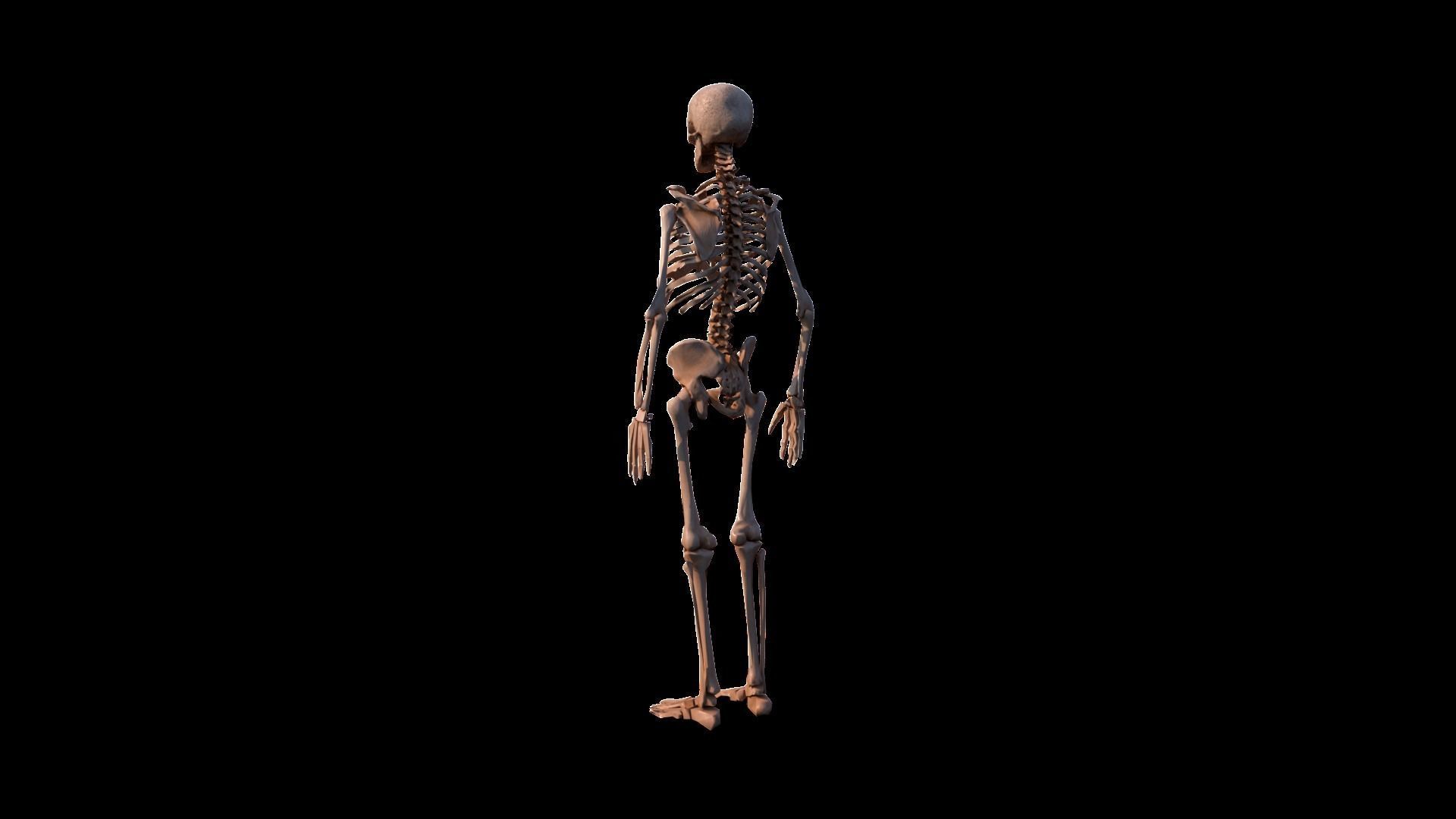 Skeleton human Low-poly 3D model_3