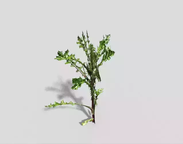 Low poly Plant thorny