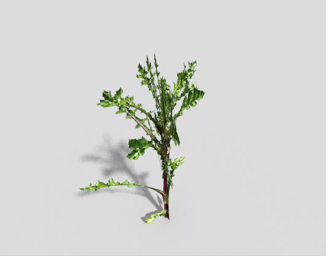 Low poly Plant thorny Low-poly 3D model