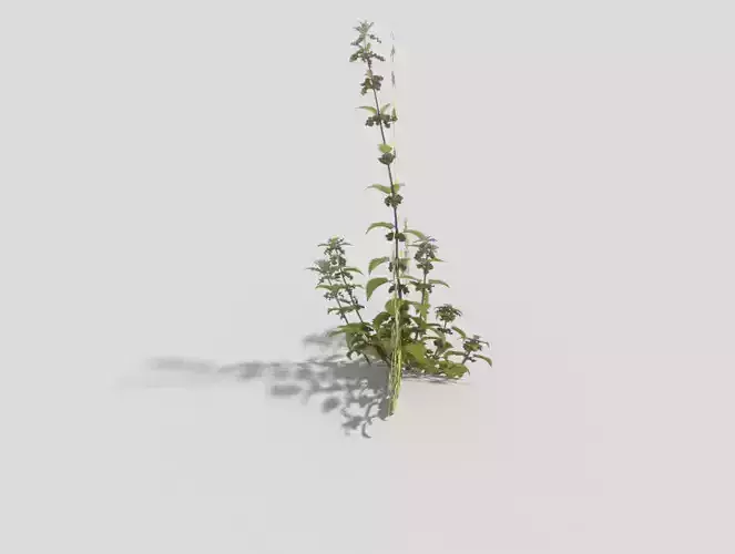Low poly Plant thyme Low-poly 3D model