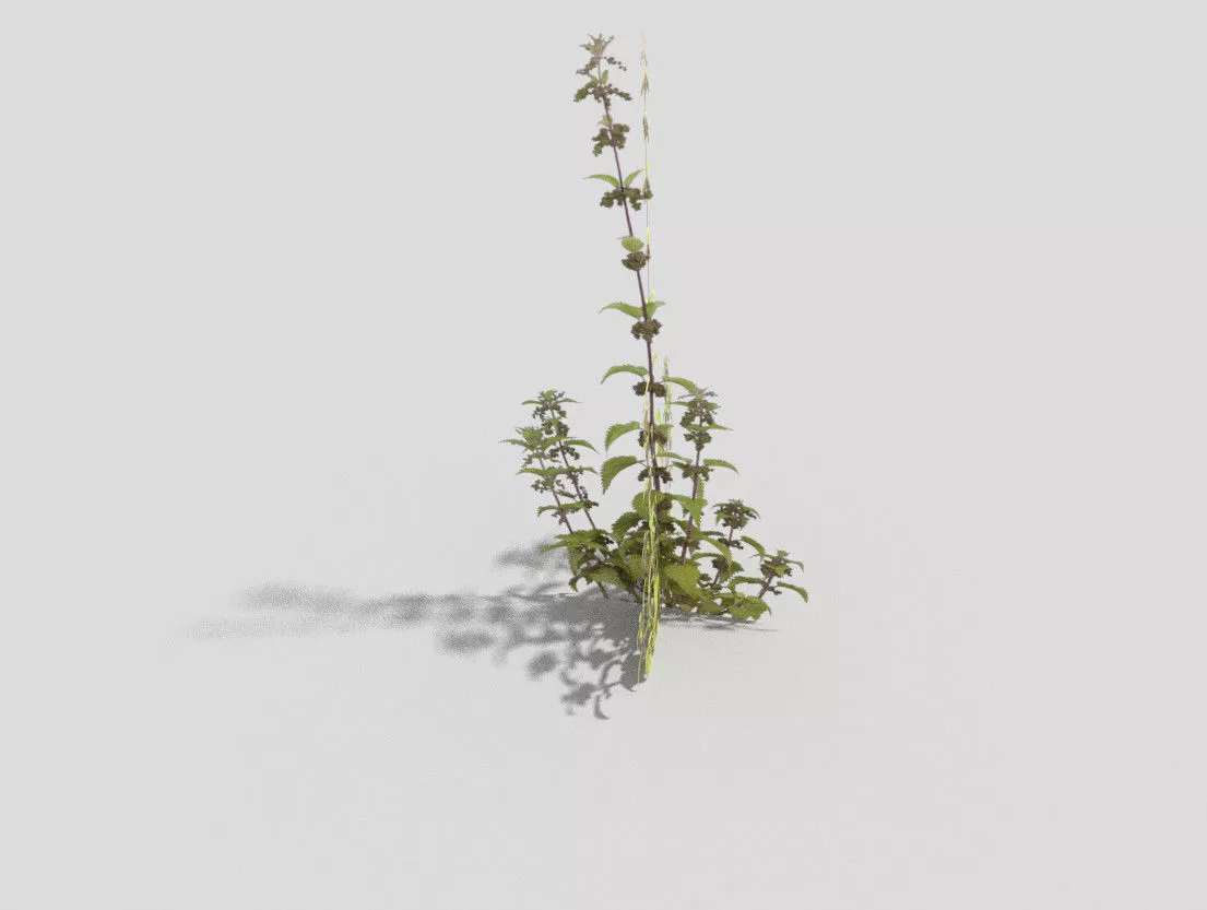 Low poly Plant thyme Low-poly 3D model