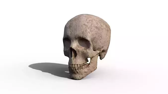 Skull human Low-poly 3D model