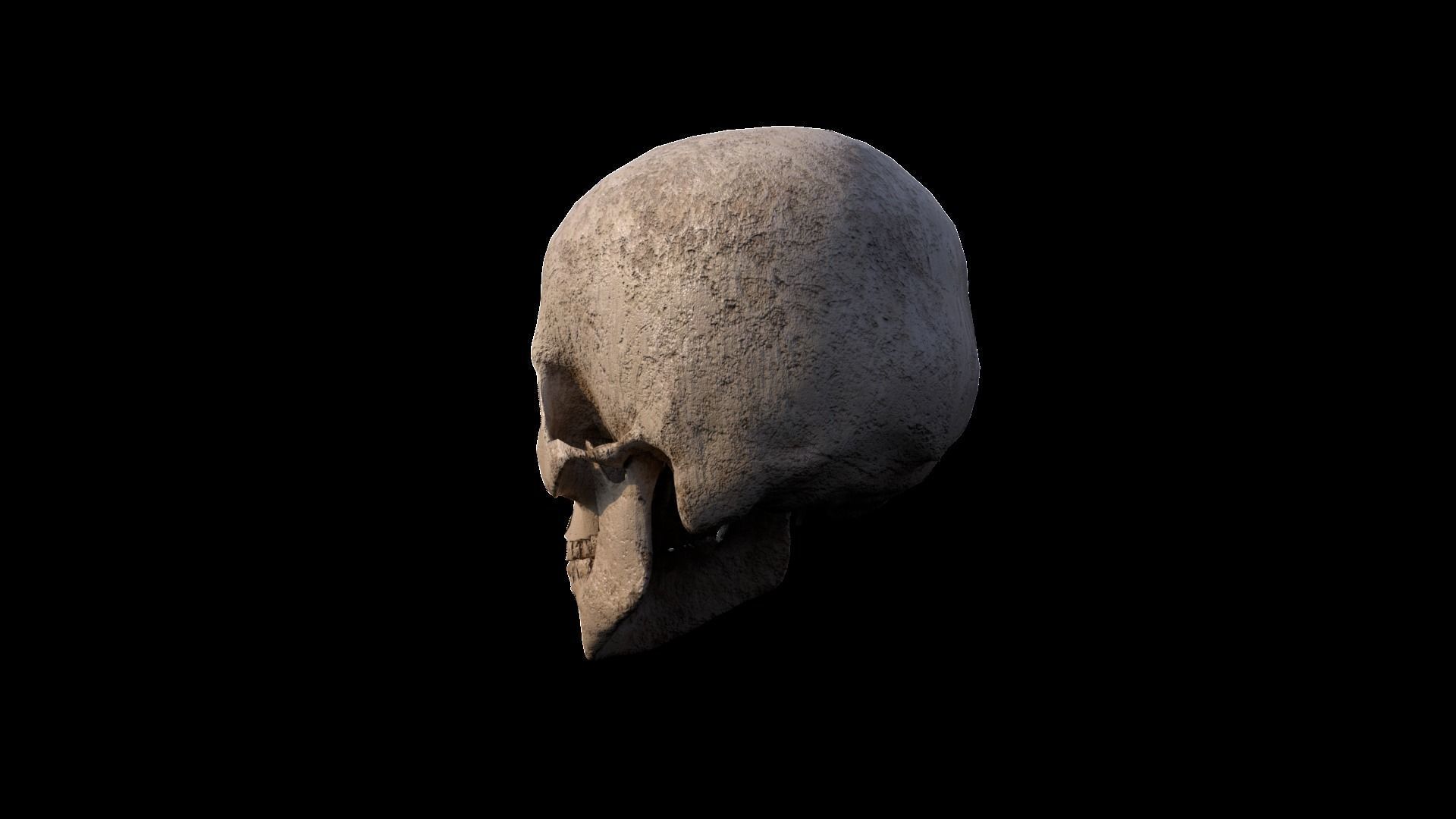 Skull human Low-poly 3D model_3