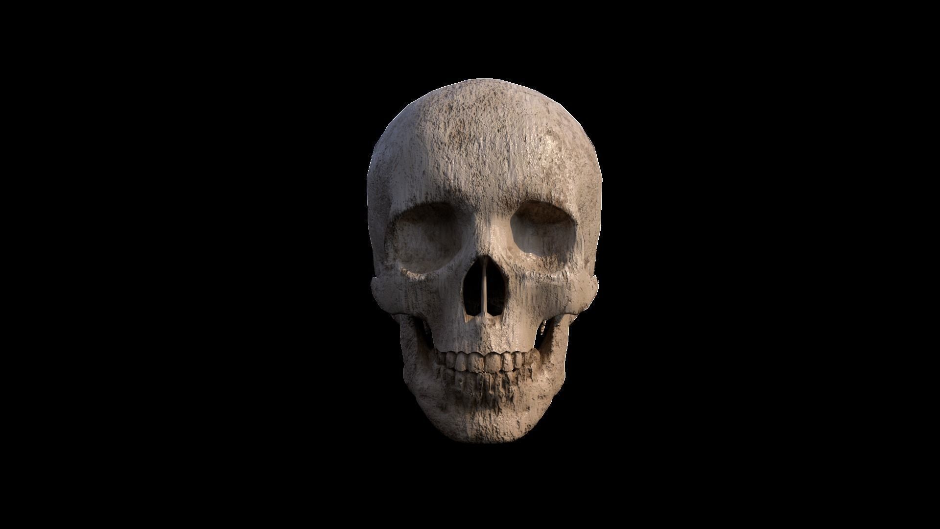 Skull human Low-poly 3D model_2
