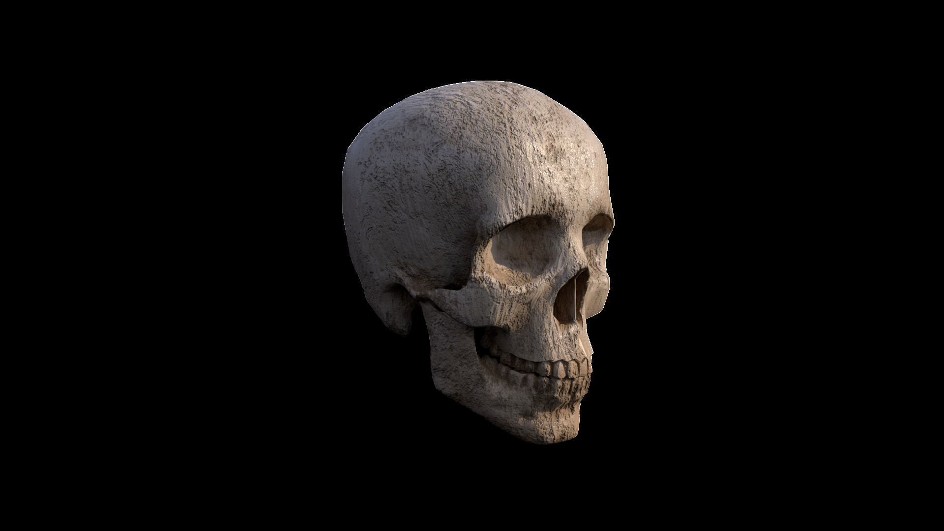 Skull human Low-poly 3D model_1
