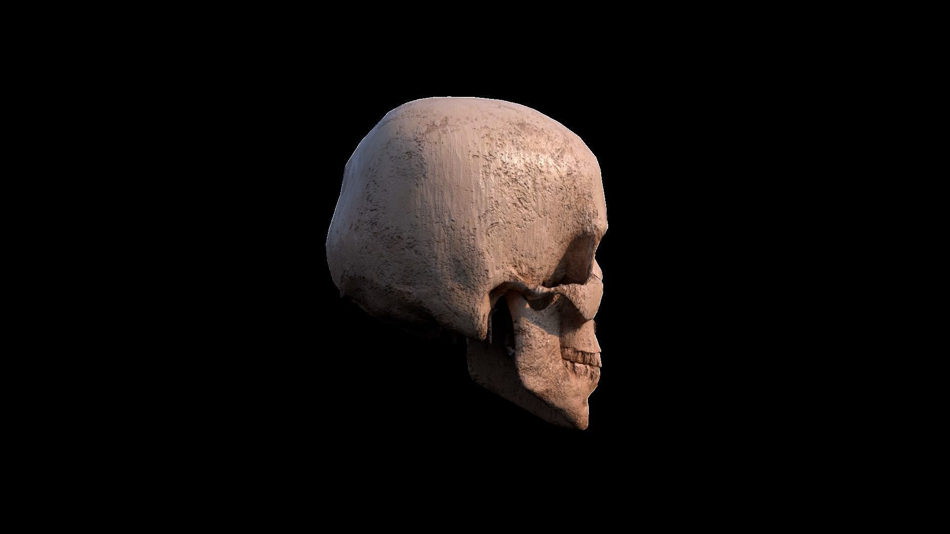 Skull human Low-poly 3D model_4