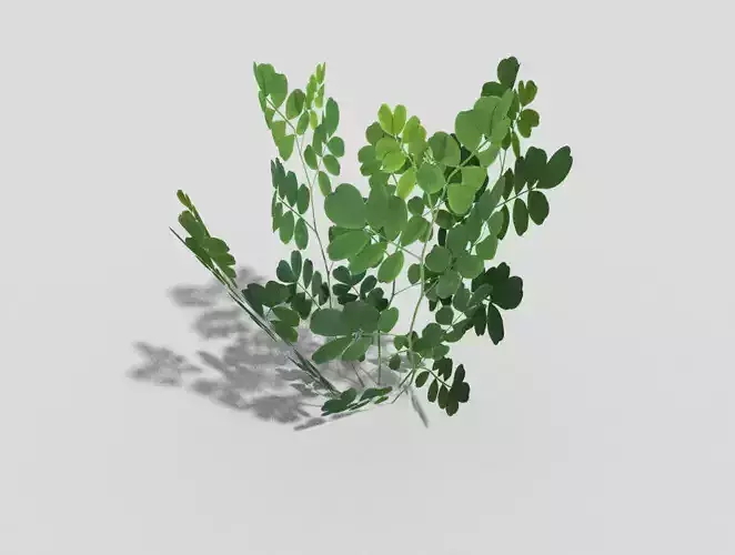 Low poly Plant shamrock Low-poly 3D model