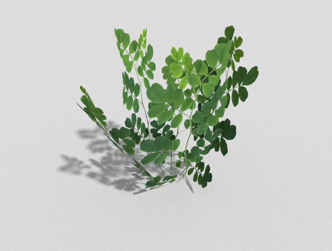 Low poly Plant shamrock Low-poly 3D model