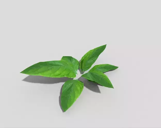 Low poly Plant leaf