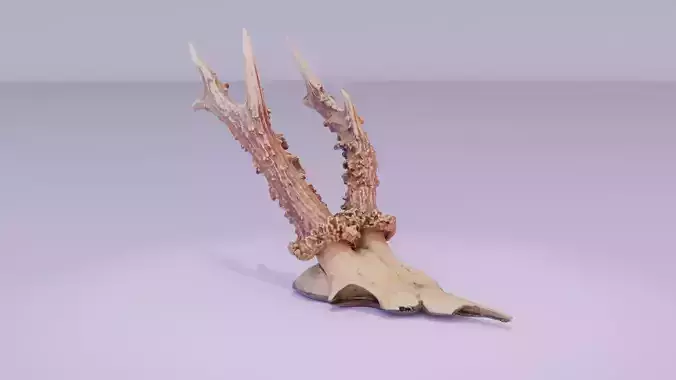 Deer skull with horns high-poly