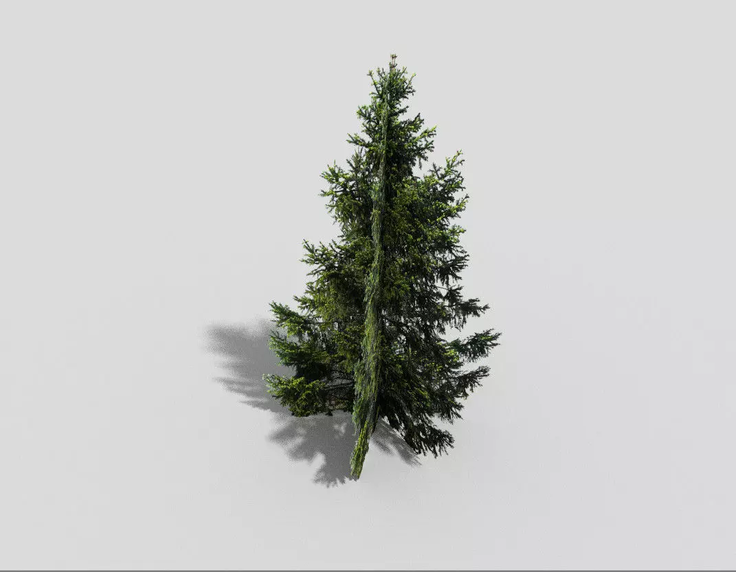 low poly spruce 2 christmas tree Low-poly 3D model_0