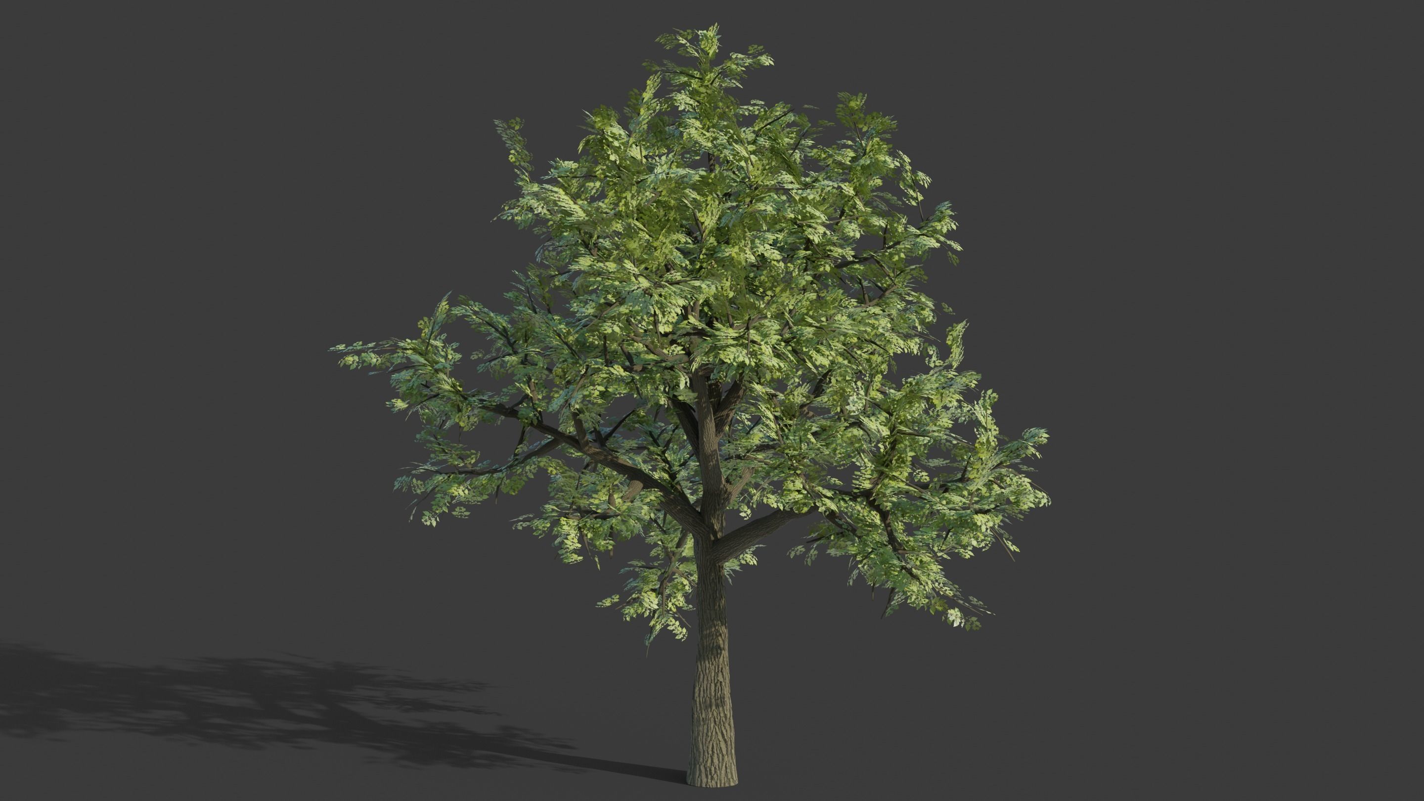 Tree Collection - 20 Tree Asset Pack 3D model_5