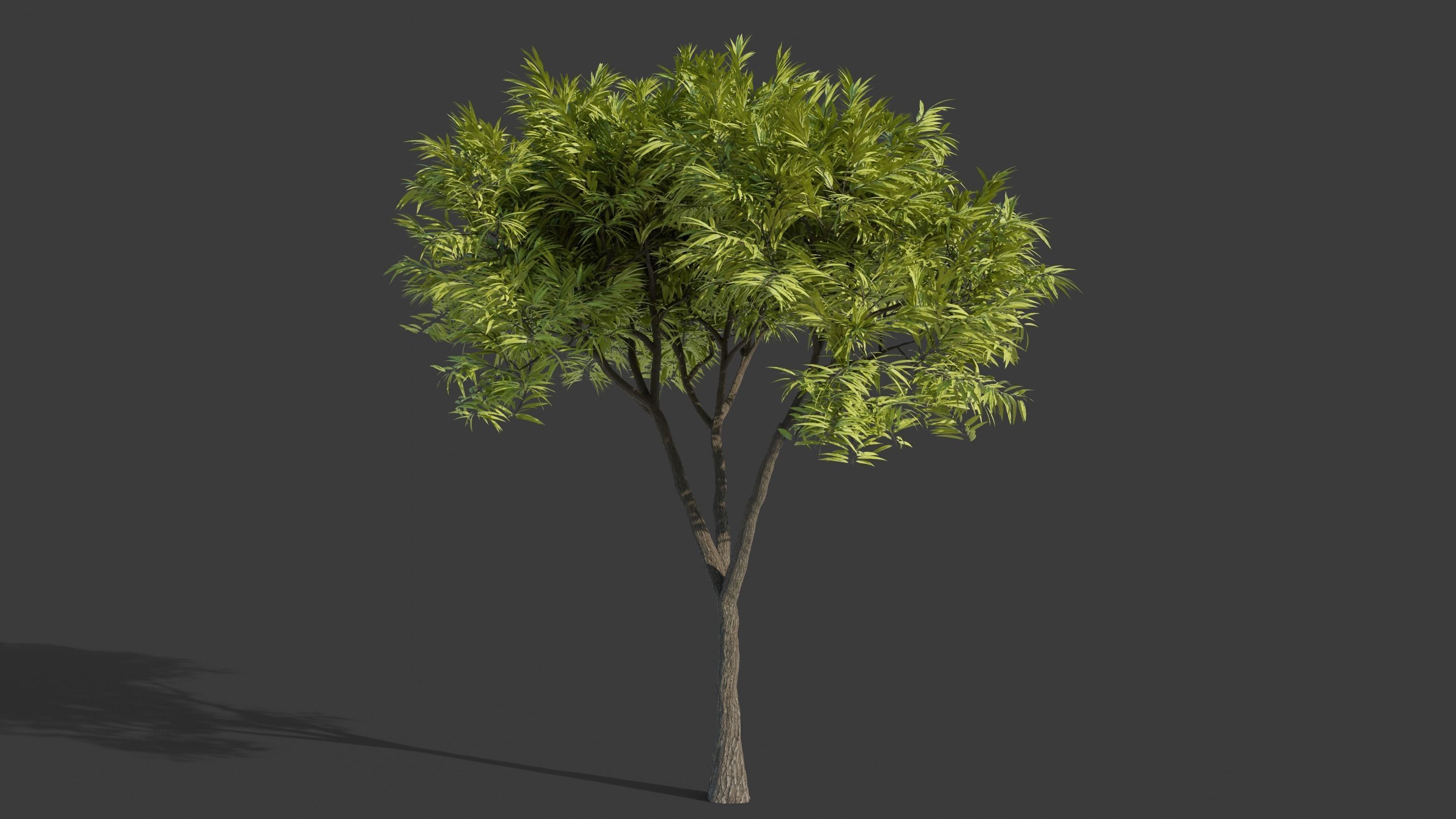 Tree Collection - 20 Tree Asset Pack 3D model_11