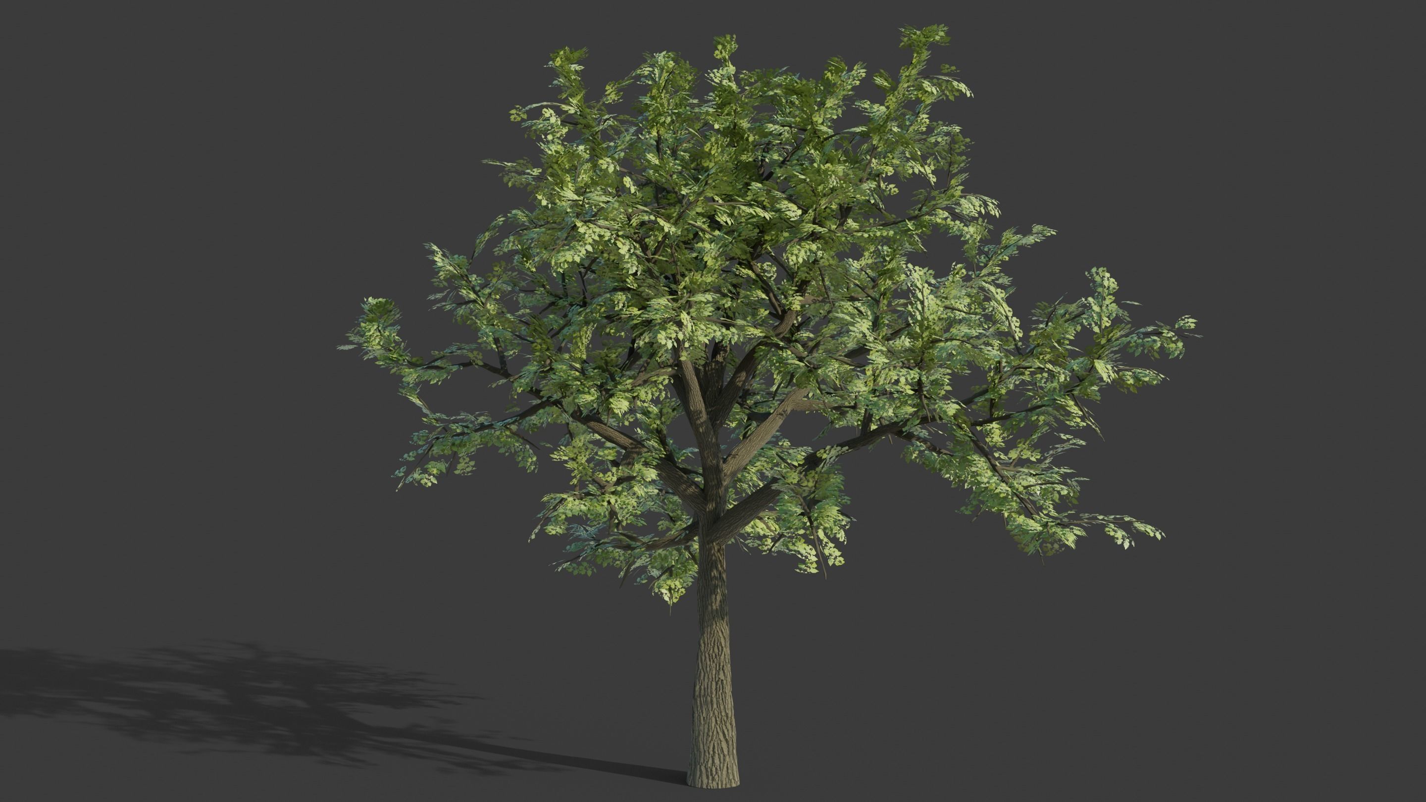 Tree Collection - 20 Tree Asset Pack 3D model_1