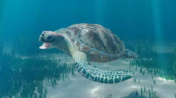 Rigged Green Sea Turtle 3D model