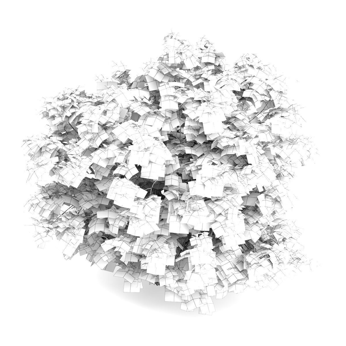 Japanese Maple Acer Palmatum 3D model_1