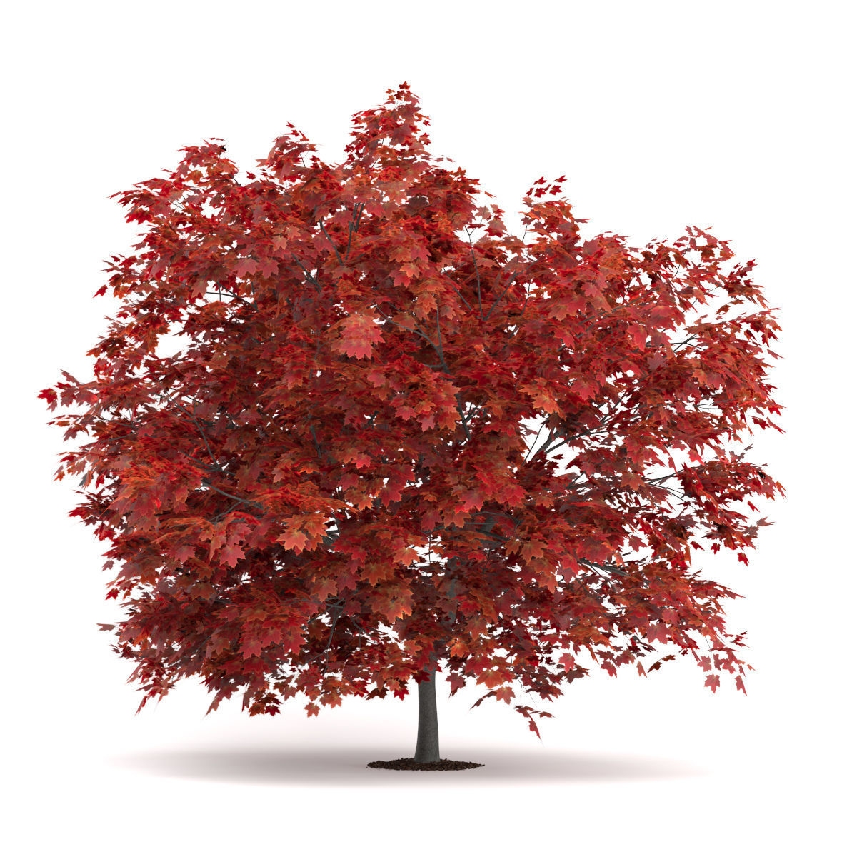 Japanese Maple Acer Palmatum 3D model_2