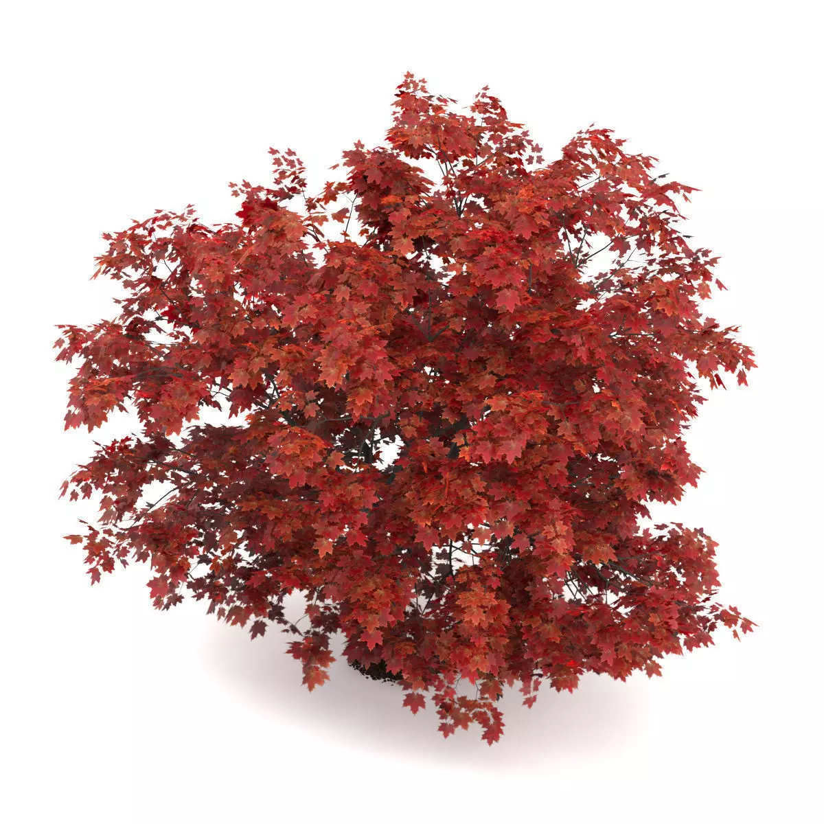 Japanese Maple Acer Palmatum 3D model_0