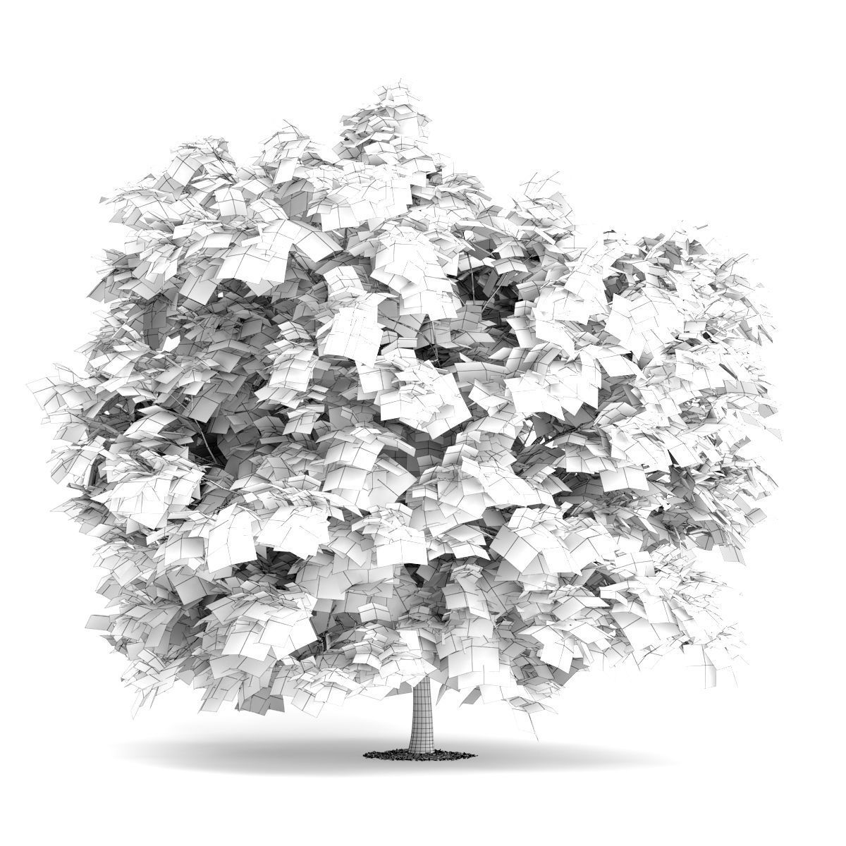 Japanese Maple Acer Palmatum 3D model_3