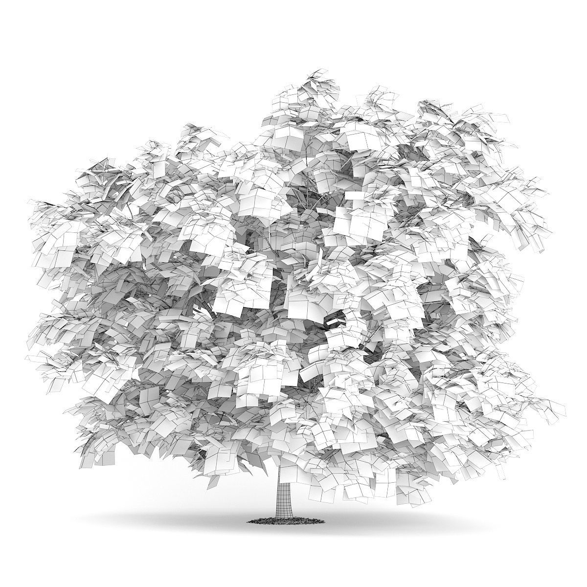 Japanese Maple Acer Palmatum 3D model_5