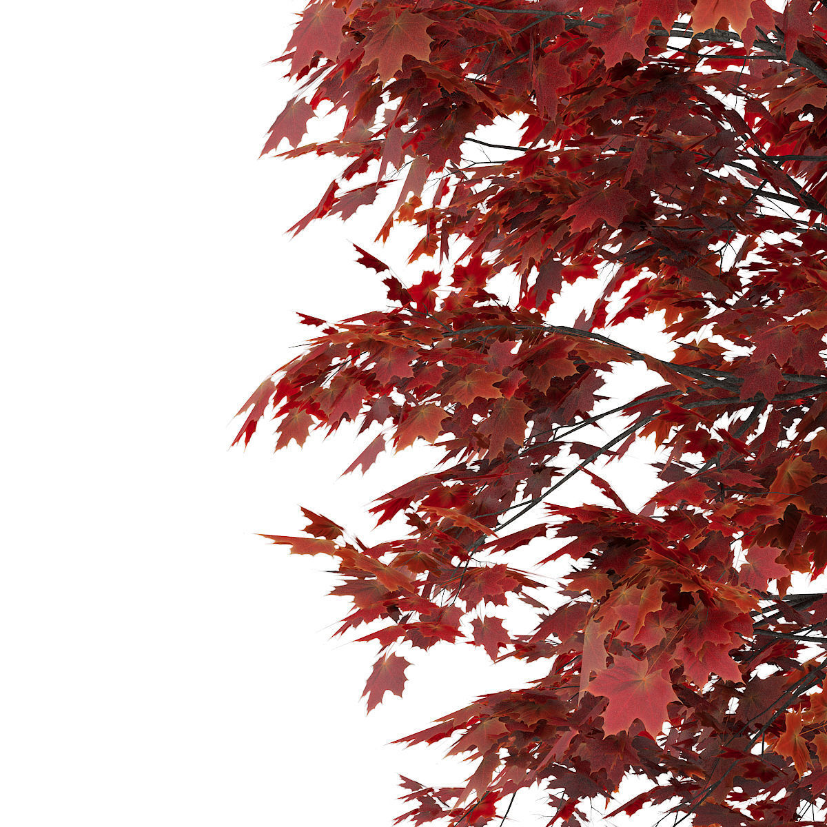 Japanese Maple Acer Palmatum 3D model_6