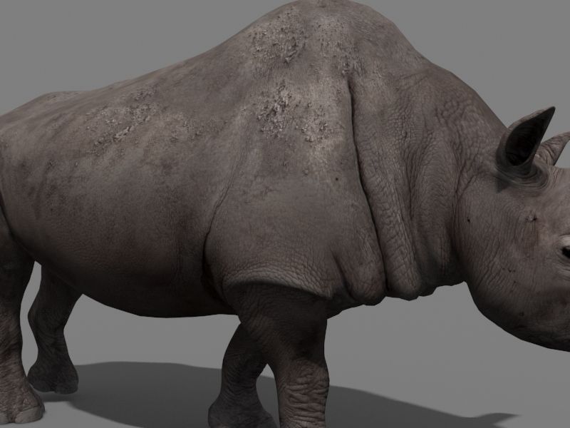 3D Wooly Elasmotherium Rhino 3D model_9
