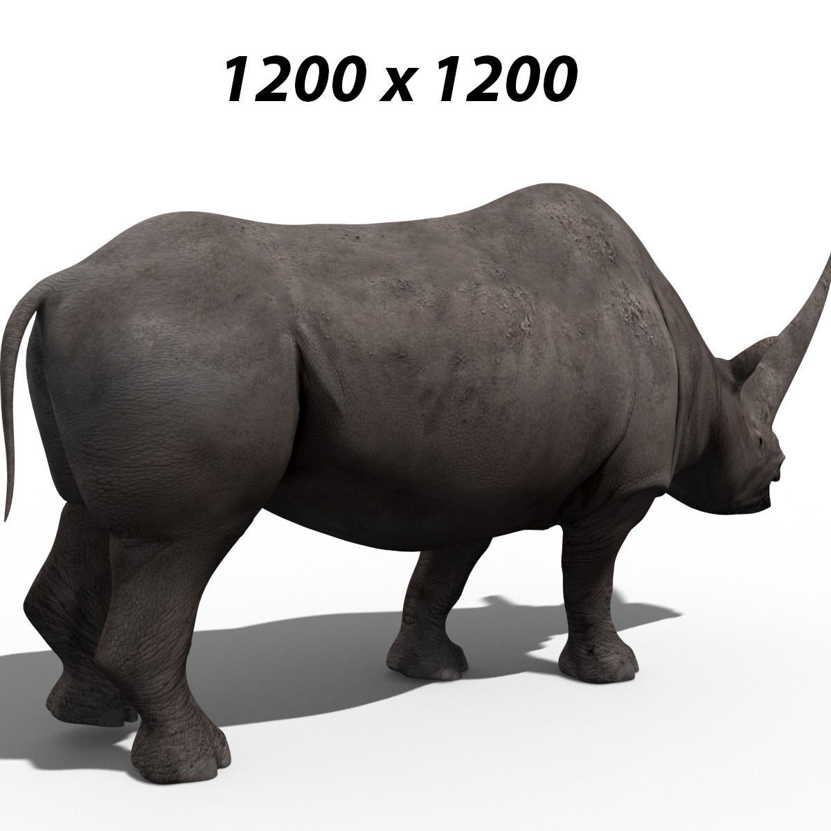 3D Wooly Elasmotherium Rhino 3D model_16