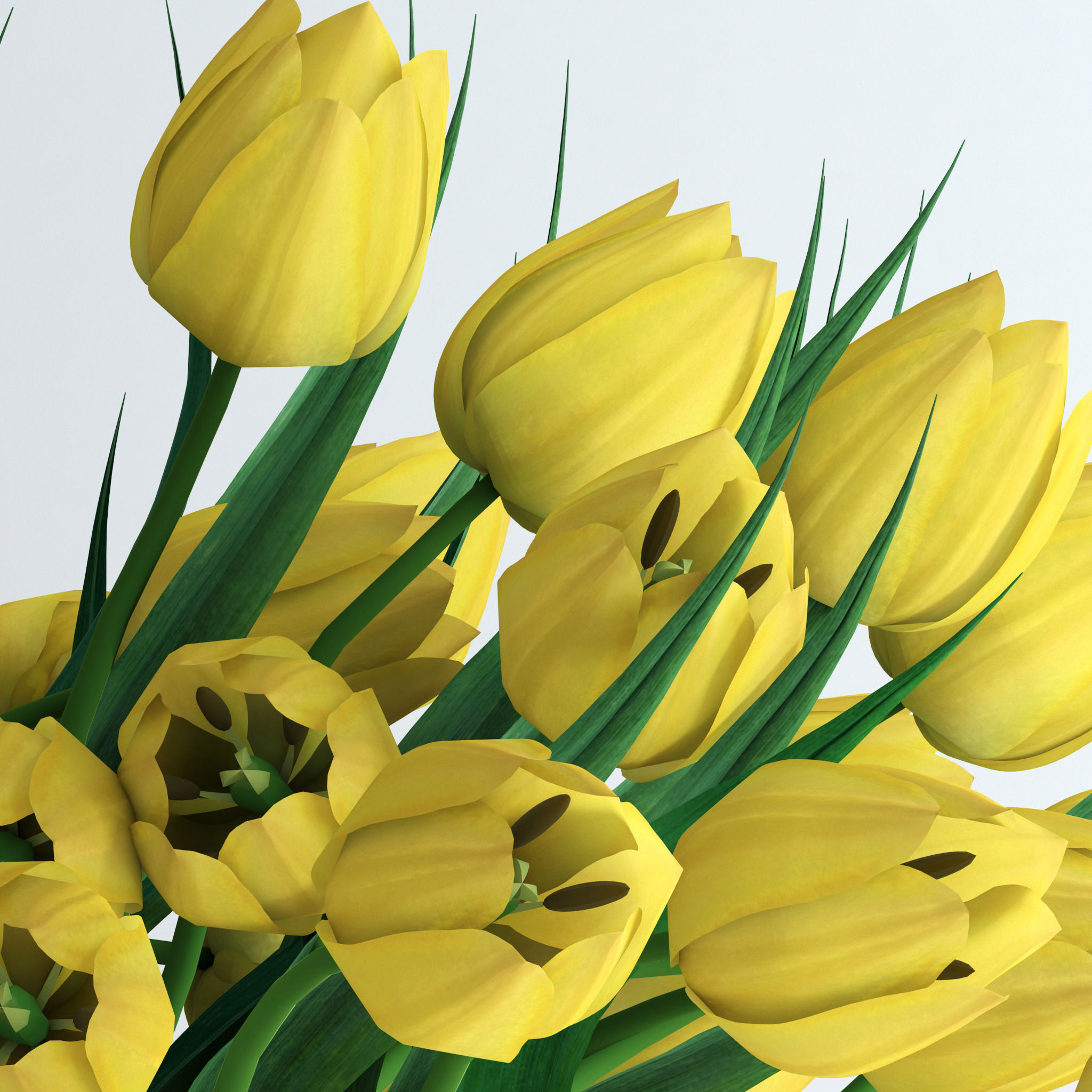 Yellow tulips 3D model_5