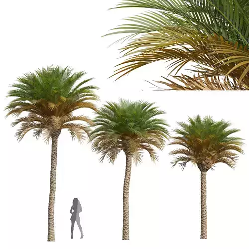 New Plant High detail Phoenix Canariensis Medium 3D model