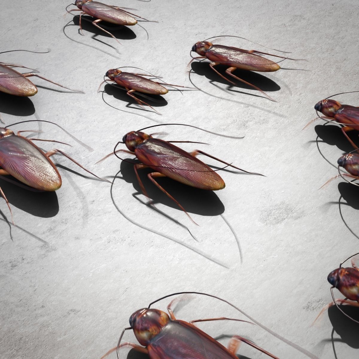 Cockroach Low-poly 3D model_5
