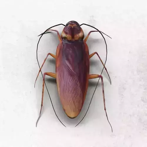 Cockroach Low-poly 3D model