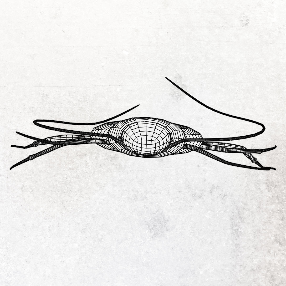 Cockroach Low-poly 3D model_11