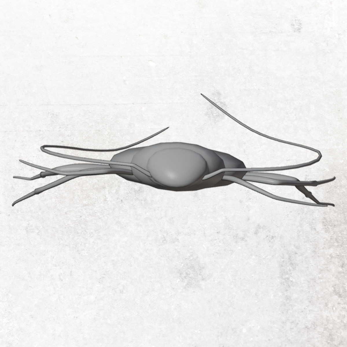 Cockroach Low-poly 3D model_10