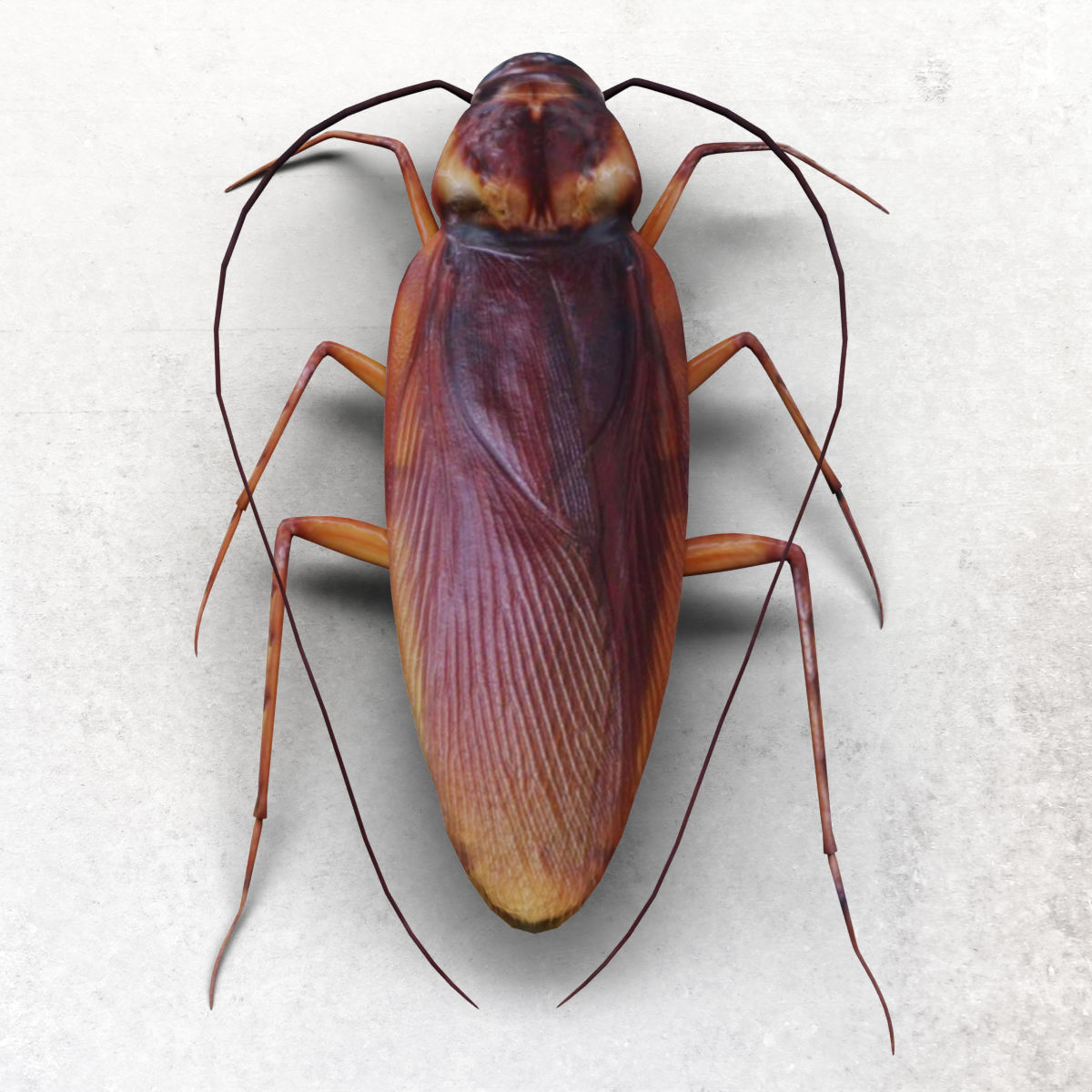 Cockroach Low-poly 3D model_3