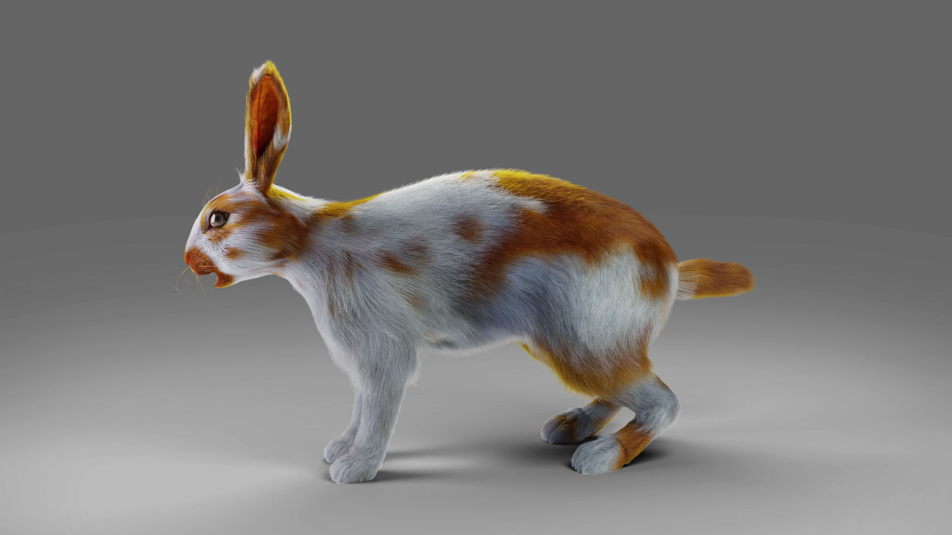 Fur Rabbit Gray V03 Rigged Low-poly 3D model_12