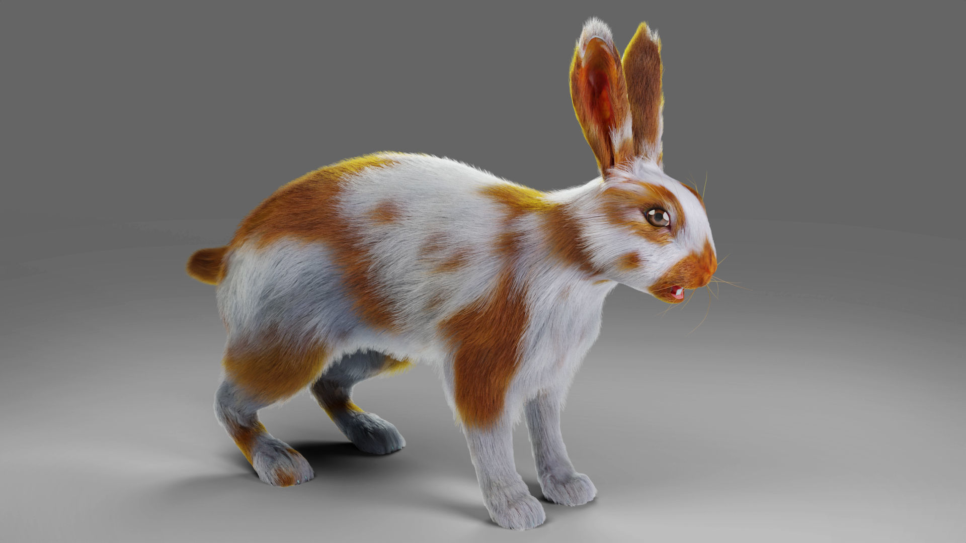 Fur Rabbit Gray V03 Rigged Low-poly 3D model_9