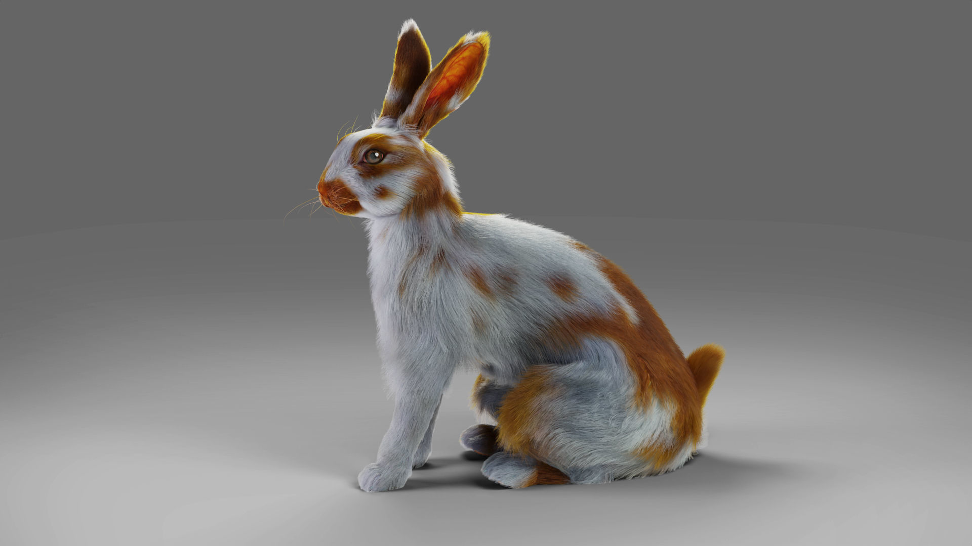 Fur Rabbit Gray V03 Rigged Low-poly 3D model_8