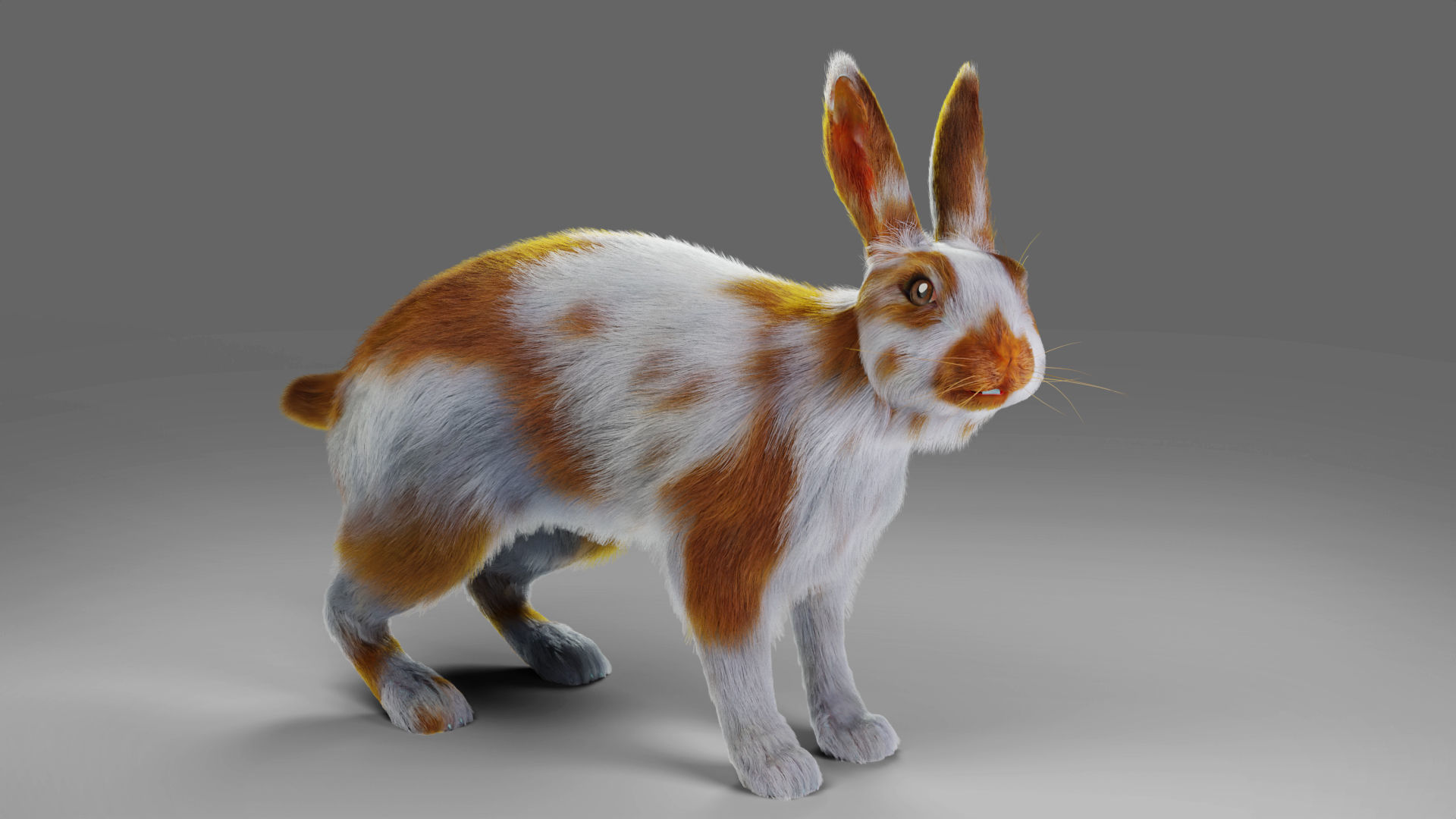 Fur Rabbit Gray V03 Rigged Low-poly 3D model_5