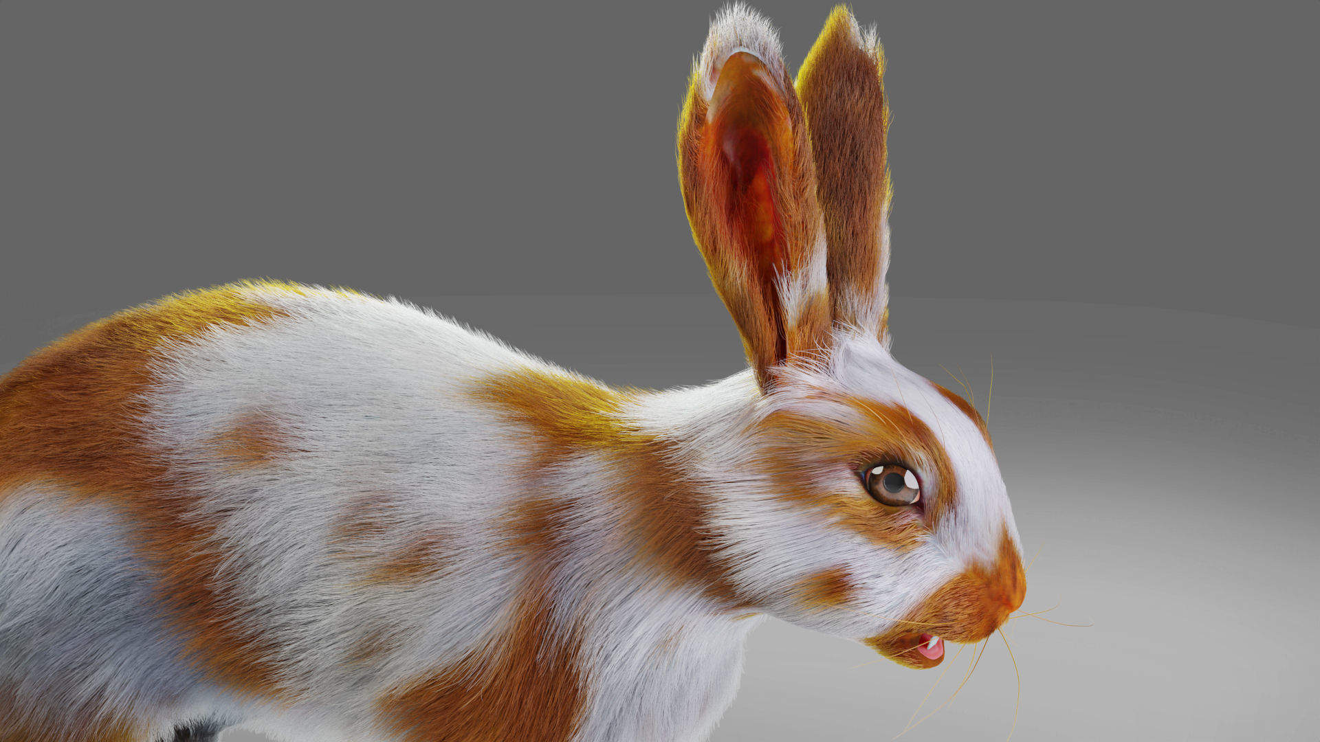 Fur Rabbit Gray V03 Rigged Low-poly 3D model_4