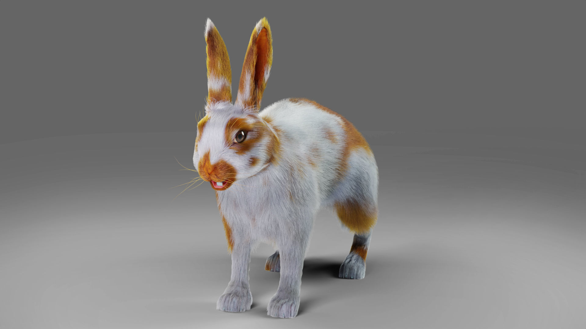 Fur Rabbit Gray V03 Rigged Low-poly 3D model_13