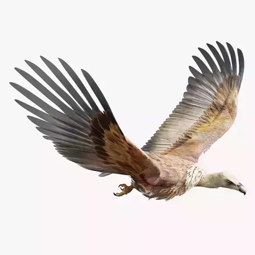 Griffon Vulture-BLENDER Low-poly 3D model