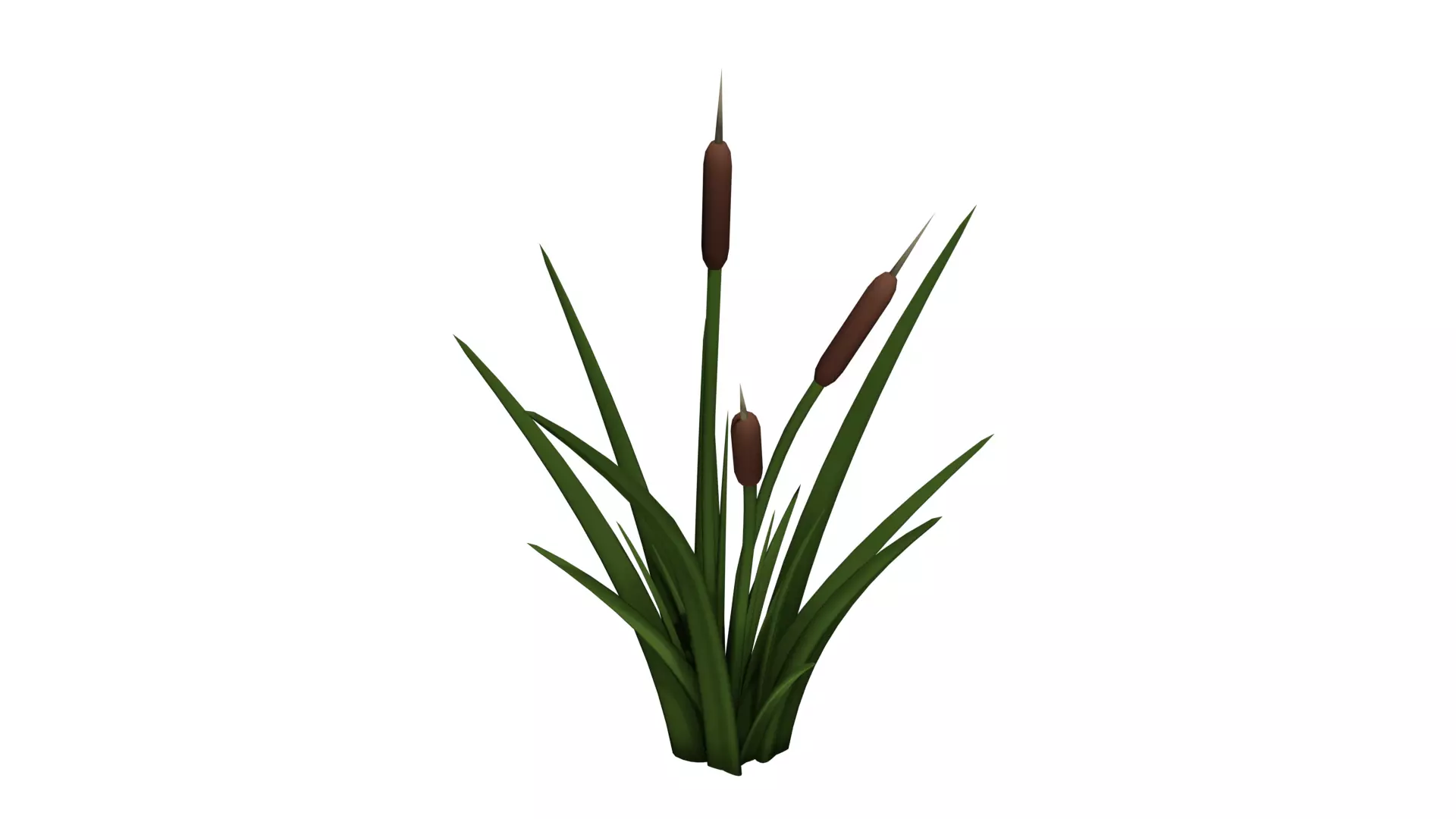 Cattail Plant Free 3D model_0