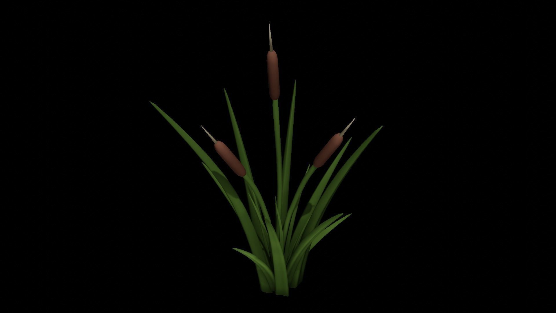 Cattail Plant Free 3D model_1