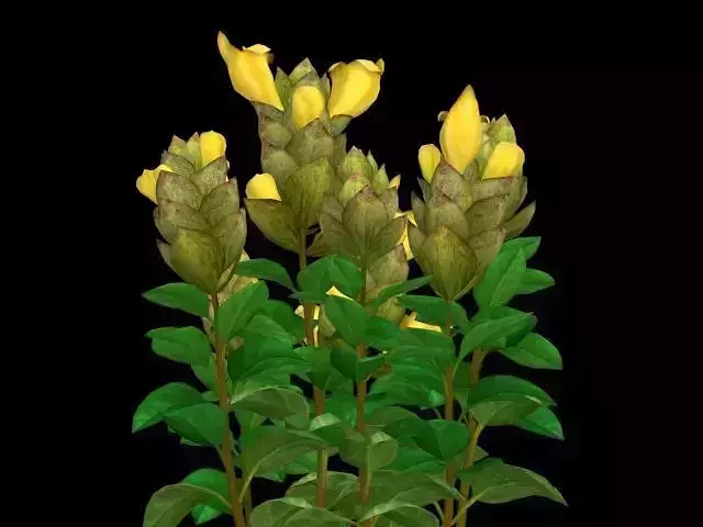 Flower Gmelina Philippensis Cham Low-poly 3D model